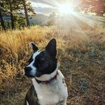 Jacqui Wallace Skinner - @demon.a.doggo - Instagram