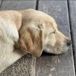 Shannon Wallace - @sniderwallace - Instagram