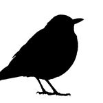 Wallace Stevens - @13waysbbird - Instagram