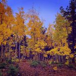 Wallace Stevens - @wallacestevens83 - Instagram