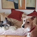 Buzz'n'Fawn - @wallacestone_lurcher_torags - Instagram