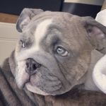 Wallace Stone Stewart - @wallacethebullie - Instagram