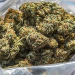 weed🍁 - @wallace_stoner - Instagram