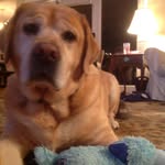 Wallace Strong - @wally_strong_da_dog - Instagram