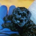 Wallace Teague - @wallace_schnoodle - Instagram