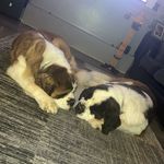 Wallace & Vincent - @st.bernard17 - Instagram
