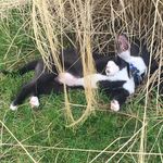 Wallace Vincent - @sir_wallace_peabody - Instagram