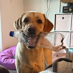 Wallace IV - @wallaces_waters - Instagram