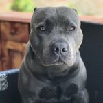 Bronson Wallace Leeds Webster - @bluestaffybronson - Instagram