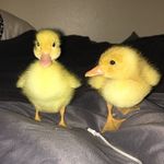 Wallace & Webster - @wallace.webster - Instagram