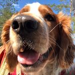 Wallace the Welshie - @wallacethewelshie - Instagram
