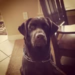 Wallace Wheeler - @wallace_thewonderpuppy - Instagram