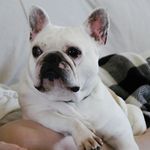 Wally - @williamwallacewhitehead - Instagram