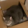 Wallace J. Wick - @wallace_cat7 - TikTok