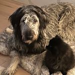 Wallace - @wallacewolfhoundofhalifax - Instagram
