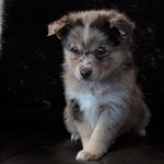 Wallace Wolf - @therealwallacewolf - Instagram