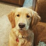 Wallace Woods - @wally_thegolden - Instagram