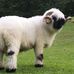 Wallis Black Nose Slovensko - Facebook