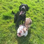 Bailey & wally - @bailey_wally.26 - Instagram