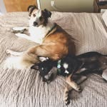 Bailey & Wally - @adventuresof_baileyandwally - Instagram