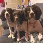 BaileyBonnie&wally - @bailey_bonnie_wally_2020 - Instagram
