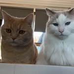 @sir_wally_and_bailey - Instagram