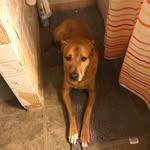 The Pup Squad 292 - @wally_chester_bailey_kuscsik - Instagram