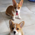 Wally&Bailey - @jaclynwjlee - Instagram