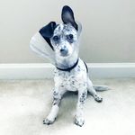Wally Balls - @wallito_burrito - Instagram