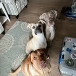 Puppies - @barry_thea_wally - Instagram