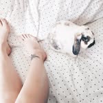 Wally & Beaver & Sofie 🐰 - @wallaceandbeaver - Instagram