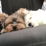 Wally & Bella - @wally_and_bella - Instagram