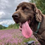 Wally Bell - @daftpupern - Instagram
