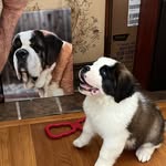 Frosty The Saintbernard - @wallysaintbernards - Instagram