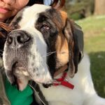 Wallyandfamily - @wally_saint_bernard - Instagram