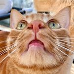 Walter Bernard (Wally) - @wallythetabby - Instagram