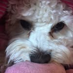 Walter Bishop🐶 - @wally_hercules - Instagram