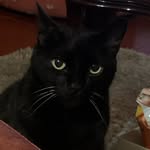 🖤 Wally The Black Cat 🖤 - @wally.theblackcat - Instagram