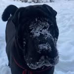 @wally_blacksharpei - Instagram
