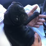 Wally The Black Pug - @wallytheblackpug - Instagram
