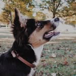 Wally The Black Tri Aussie - @bubblywally - Instagram