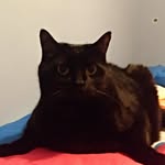 Wally - @wally_blackcat - Instagram