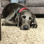 Walter Cain - @wally_the_weim - Instagram