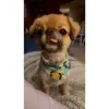 Wally the Chin - @wallythechin - TikTok