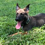 Wally Clark - @caramelpawz - Instagram