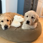 Winnie Cooper & Wally Cleaver Casey - @twobostongoldens - Instagram