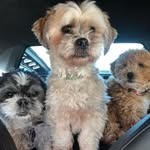 Cooper Mia and Wally - @life_of_cooper_mia_wally - Instagram