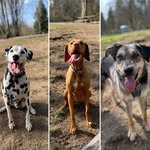 Cooper, Wally, & Barry - @cooperwallybarry_loewenpratt - Instagram