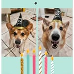 Wally and Cooper - @wallyandcooper - Instagram
