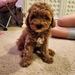 Wally cooper - @wally_isthebest - Instagram